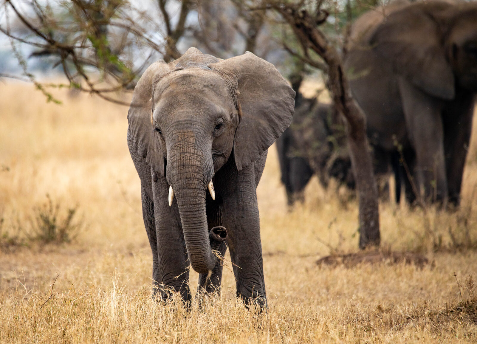 4-Day Safari from Zanzibar — Tarangire, Serengeti & Ngorongoro