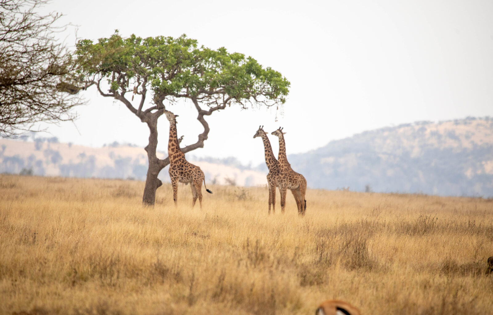 5-Day Safari from Zanzibar — Full Northern Circuit