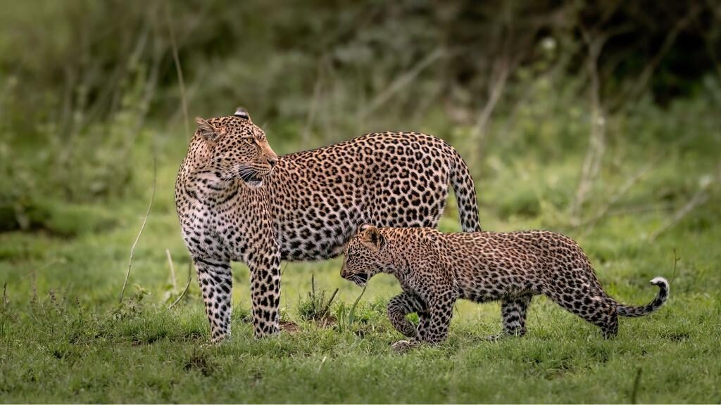 Leopard und Junges ruhen zusammen