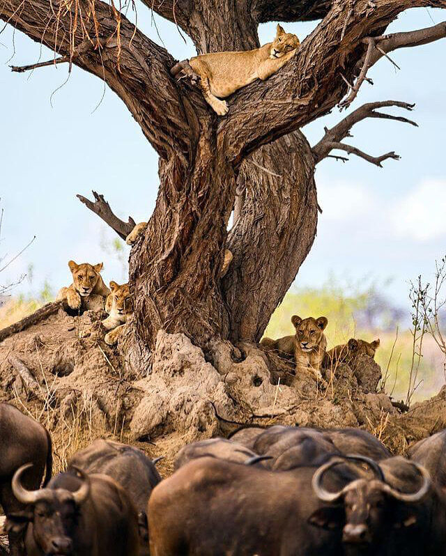5-Day Calving Season Migration — Ndutu & Ngorongoro