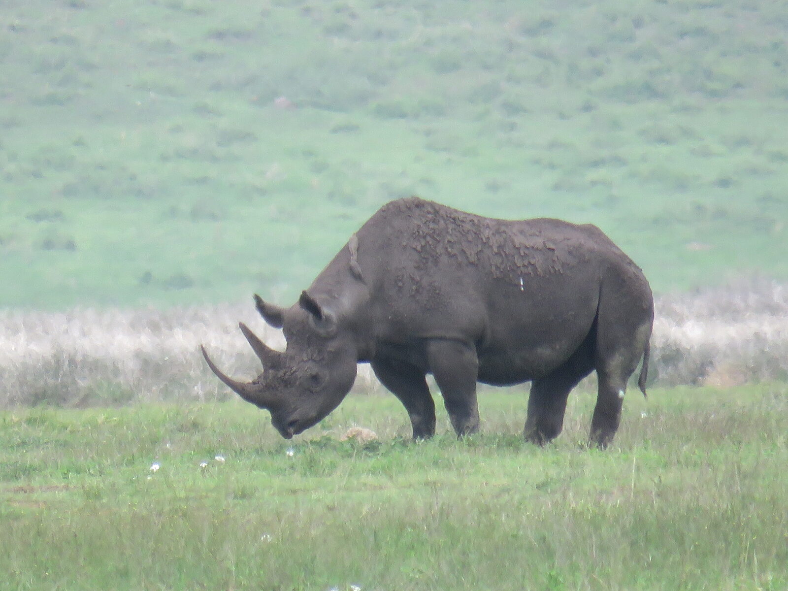 1-Day Ngorongoro Day Trip from Zanzibar