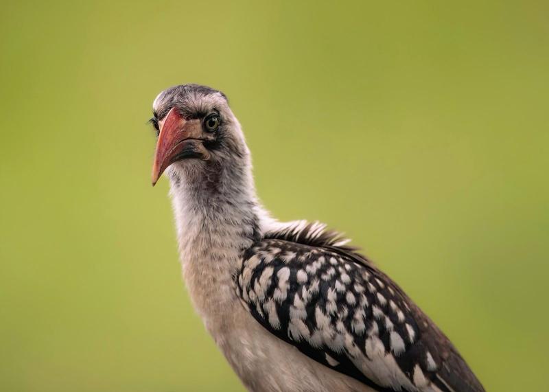 Ngorongoro