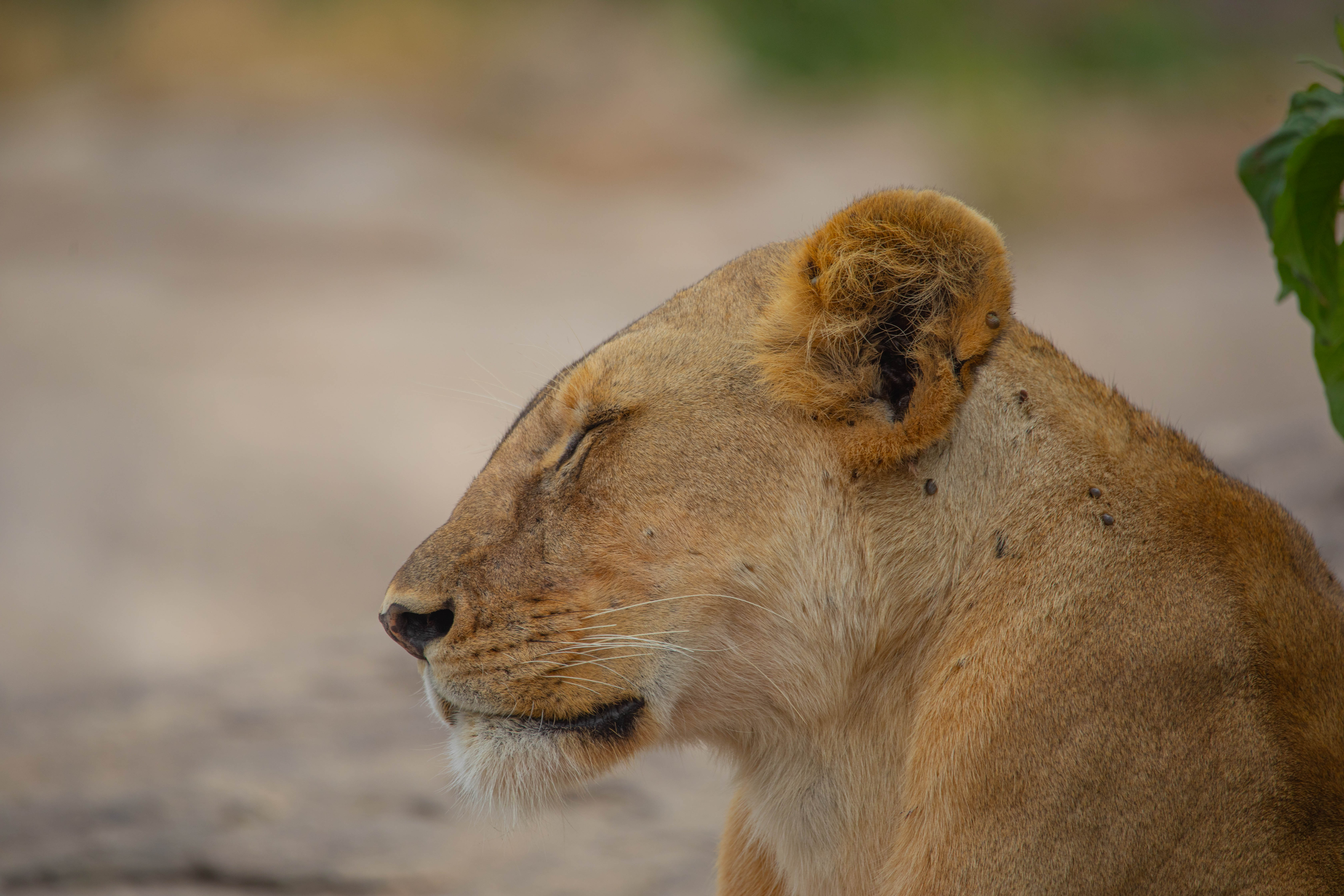 10-Day Luxury Classic Tanzania Safari – Viaggio  Tanzania