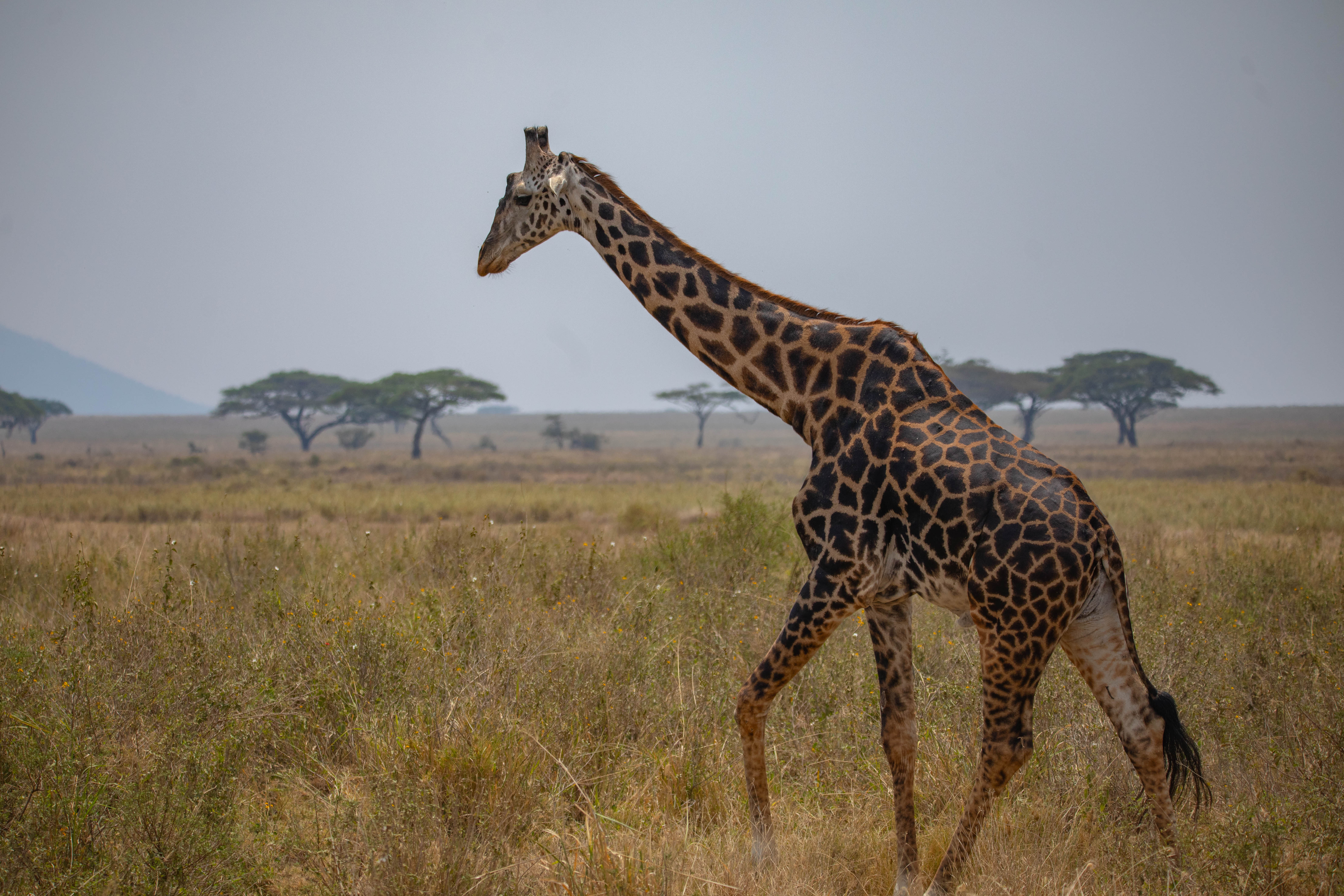 5-Day Mid-Range Northern Tanzania Safari – Viaggio  Tanzania